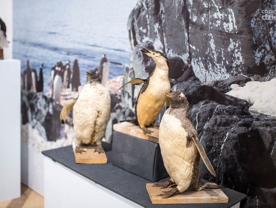 Noc Muzeów 2019. Moc atrakcji