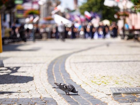 Marsz Radomskiego Czerwca Młodzieży Wszechpolskiej (zdjęcia)