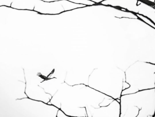 Co Za Jazda! - Białobrzegi - Trasa (zdjęcia)