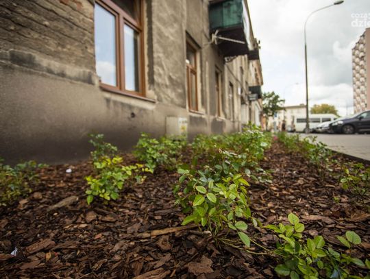 Przybyło zieleni na ul. Curie Skłodowskiej (zdjęcia)