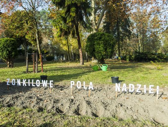 Żonkilowe Pola Nadziei (zdjęcia)