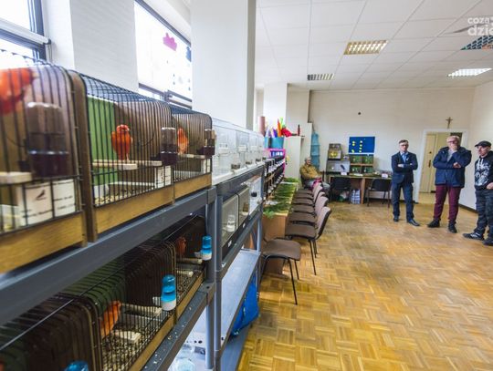 Wystawa kanarków i ptaków egzotycznych (zdjęcia)
