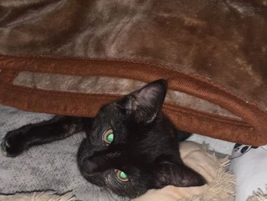 Światowy Dzień Kota. Wasi pupile [zdjęcia]