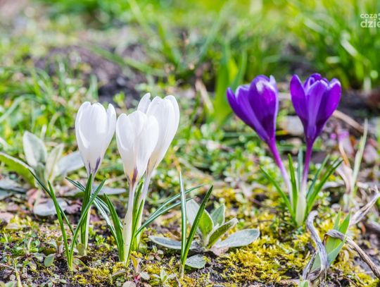 Wiosna w Radomiu (zdjęcia) Wiosna w Radomiu (zdjęcia)