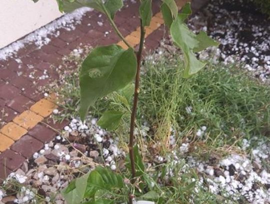 Gradobicie nad Radomiem. W poniedziałek też zapowiadane burze 