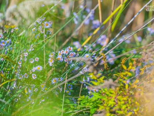 Barwy jesieni zawitały do Radomia (zdjęcia)