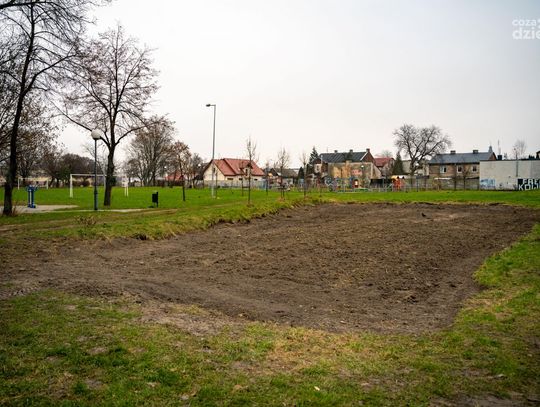 W Radomiu powstaną łąki kwietne (zdjęcia)