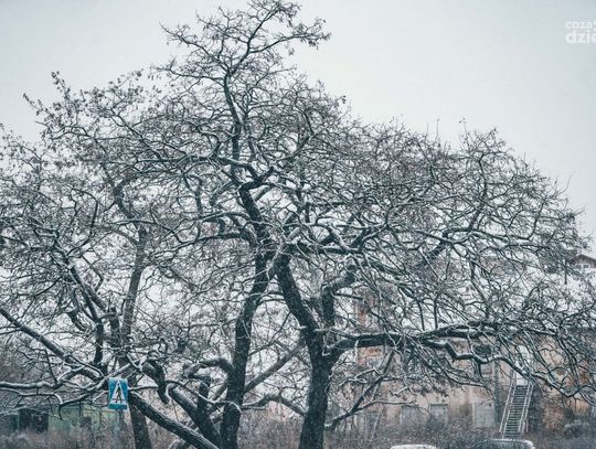Biała zima zawitała do Radomia (zdjęcia)