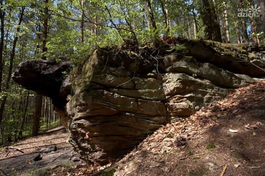 Spędź ferie na łonie natury - najciekawsze miejsca w okolicy cz.1