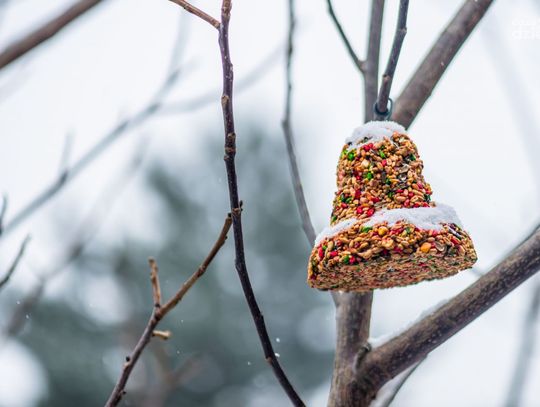 Śnieżna zima w Radomiu (zdjęcia)