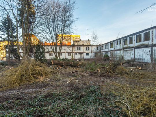 Wycinka drzew na terenie dawnego domu dziecka przy ul. Kolberga (zdjęcia)