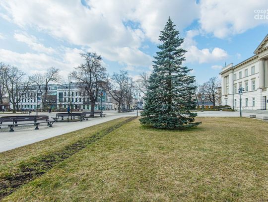 Pierwsze oznaki wiosny pojawiły sie w Radomiu (zdjęcia)