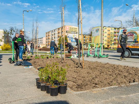 Nowe nasadzenia na wyspie ciepła przy ul. Kusocińskiego (zdjęcia)