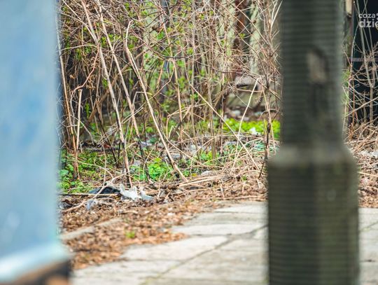 Śmieci na terenie Radomia cz.2 (zdjęcia)