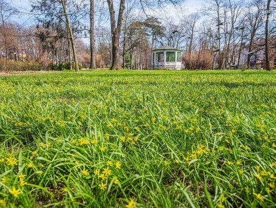Wiosna pokazała się w Radomiu (zdjęcia)