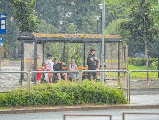 Powstaje nowy zielony przystanek (zdjęcia)