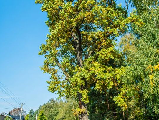 Czy wyjątkowy dąb w Wałsnowie zostanie wycięty? (zdjęcia) Czy wyjątkowy dąb w Wałsnowie zostanie wycięty? (zdjęcia)