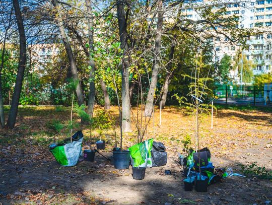 Tworzymy zielony skwer edukacyjny na Ustroniu (Zdjęcia)