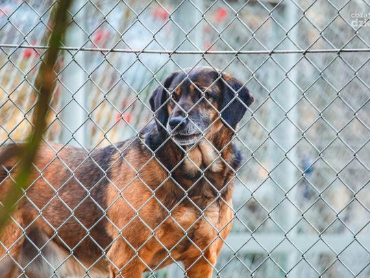 Mikołajki w Radomskim Towarzystwie Opieki nad Zwierzętami (zdjęcia)