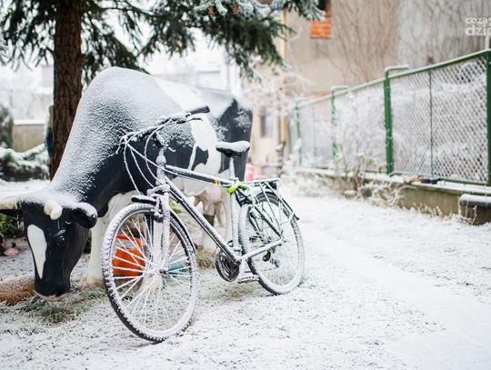 Biała zima zawitała do Radomia (zdjęcia)
