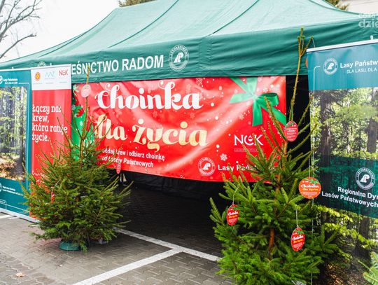 Choinka dla życia - akcja pod centrum krwiodawstwa (zdjęcia)