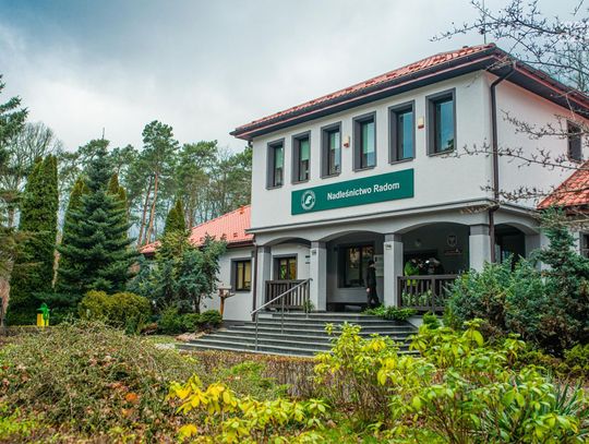 Stroisz od radomskich leśników do świątecznych stroików (zdjęcia)