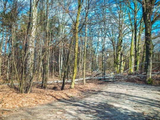 Powalone drzewa w Muzeum Wsi Radomskiej (zdjęcia) Powalone drzewa w Muzeum Wsi Radomskiej (zdjęcia)