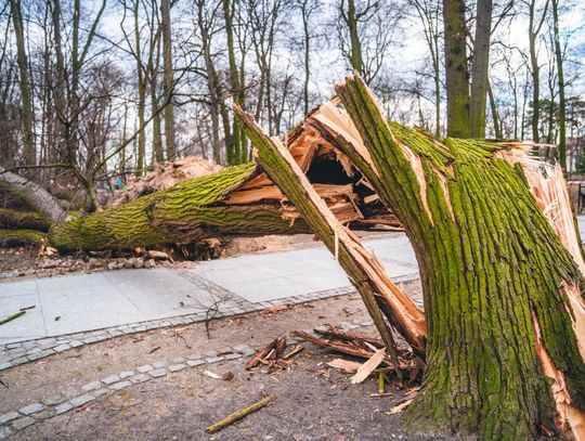 Skutki silnych wiatrów na terenie Radomia