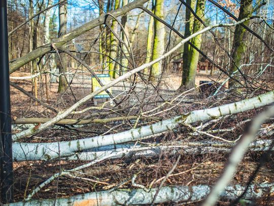 Powalone drzewa w Muzeum Wsi Radomskiej