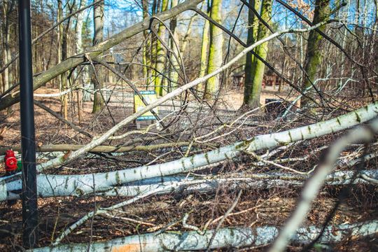 Powalone drzewa w Muzeum Wsi Radomskiej Powalone drzewa w Muzeum Wsi Radomskiej