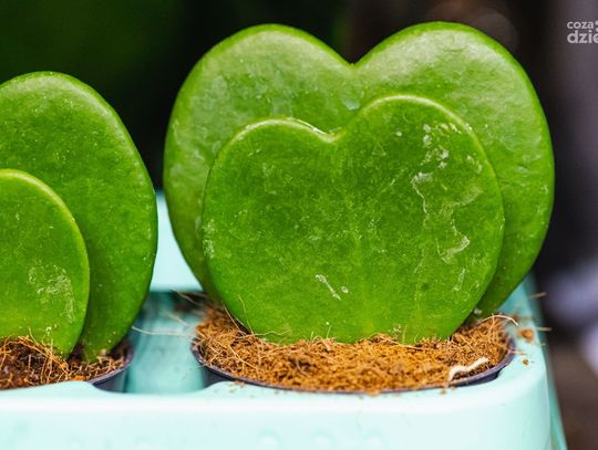 Weekend w obiektywie