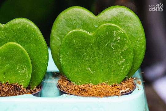 Weekend w obiektywie