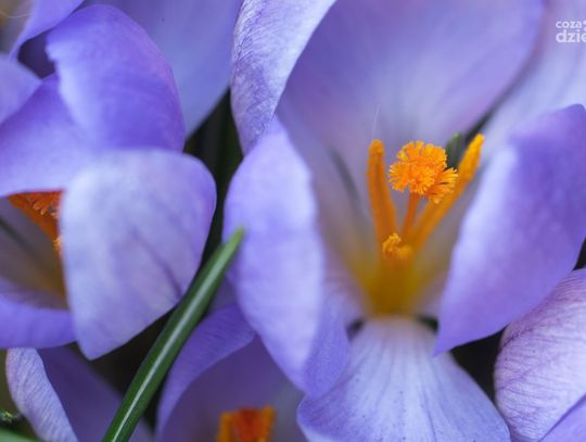 Wiosna zawitała do Radomia (zdjęcia)