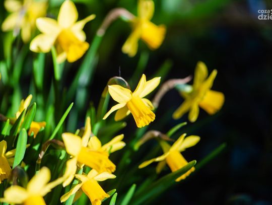 Wiosna w skali makro (zdjęcia)