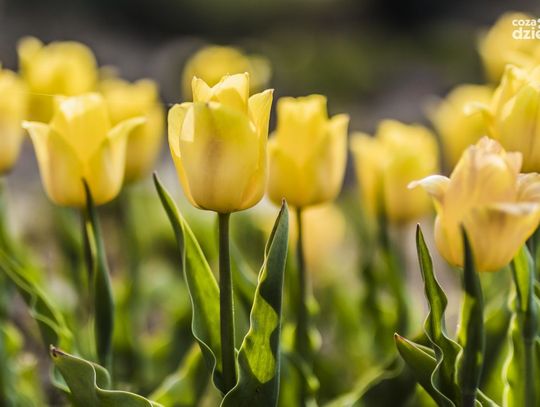 Budżet Obywatelski Mazowsza