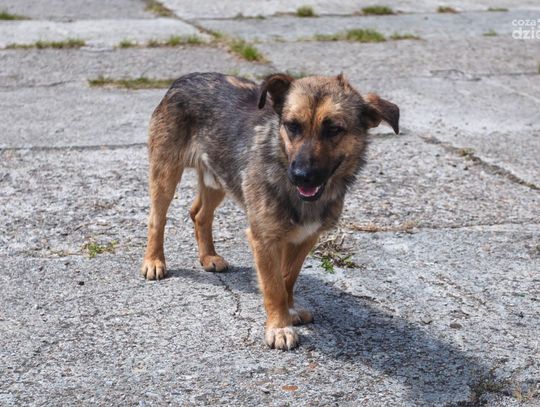 Samochód dla schroniska w Urbanowie (zdjęcia)