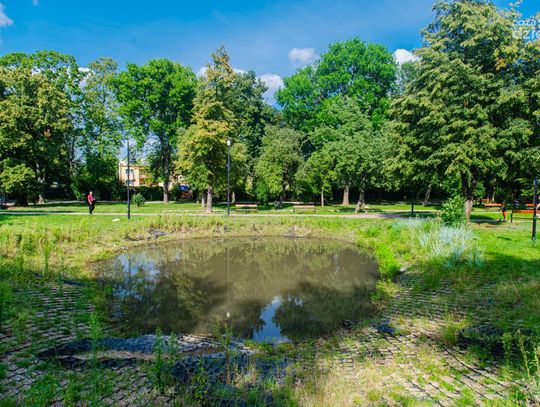 Śnięte ryby w parku Leśniczówka (zdjęcia)
