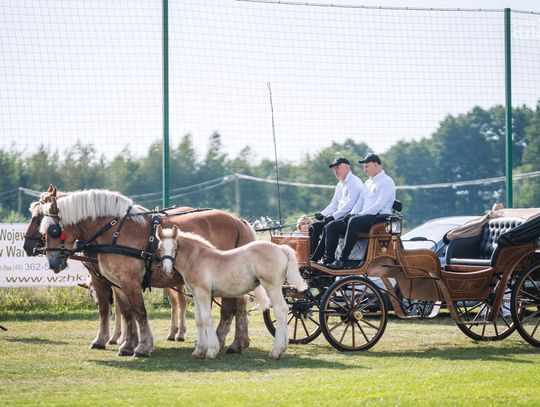 Regionalny pokaz koni w Jastrzębi (zdjęcia)
