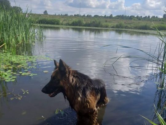 Międzynarodowy Dzień Psa. Wasi pupile [zdjęcia]