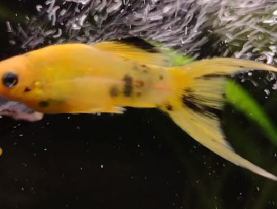 Światowy Dzień Zwierzaka. Wasi pupile [zdjęcia]