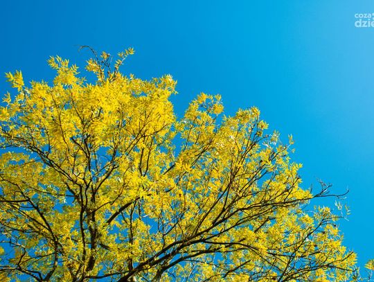 Złota jesień w Radomiu (zdjęcia)