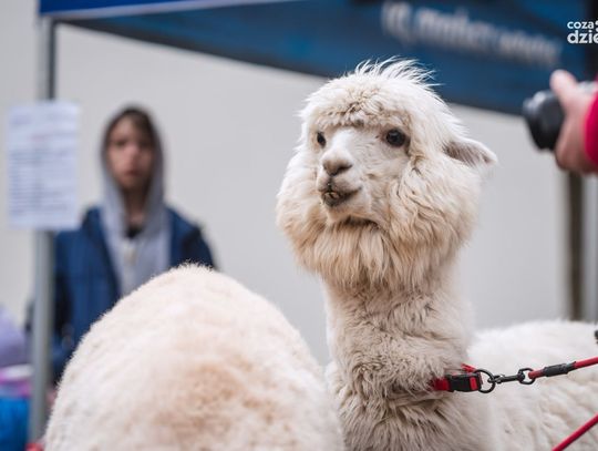 Weekend w obiektywie