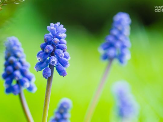 Wiosna w skali makro (zdjęcia)