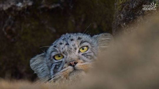 Weekend w radomskich kinach. Co warto obejrzeć?  