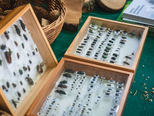 Radomski Piknik z okazji Dnia Ochrony Środowiska (zdjęcia) Radomski Piknik z okazji Dnia Ochrony Środowiska (zdjęcia)