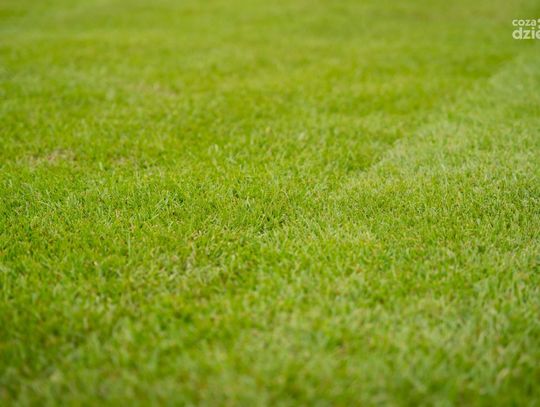 Układanie murawy na stadionie Radomiaka - zakończenie prac (zdjęcia)