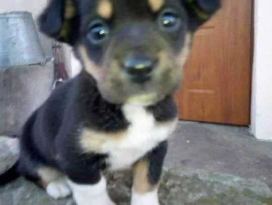 Dzień Psa. Zobaczcie jak prezentują się wasze czworonogi! Dzień Psa. Zobaczcie jak prezentują się wasze czworonogi!