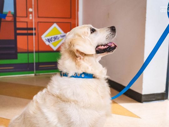 Dogoterapia na oddziale chirurgii dziecięcej (zdjęcia)