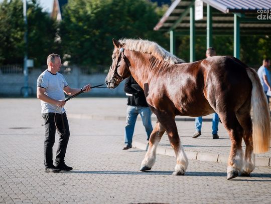 63 Wystawa-Sprzedaż Ogierów (zdjęcia)