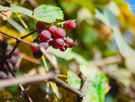 Jesień zakradła się do Radomia (zdjęcia)
